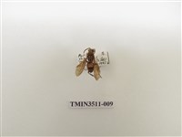 藏品(日本長腳蜂)的圖片